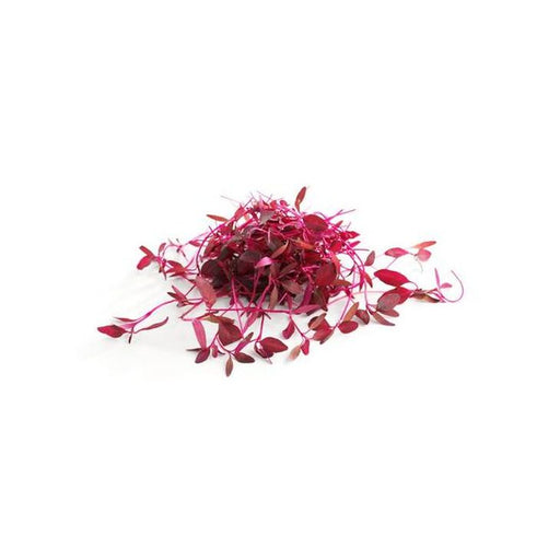 Brakes Micro Herb Red Amaranth 25g