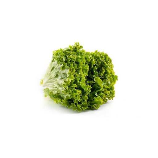Brakes Green Batavia Lettuce