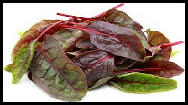 JP Baby Leaf Red Chard 500g