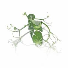 JP Pea Shoots - Tendril/Frizzy 100g