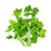 JP Fresh Parsley Flat Leaf  full bunch 100g