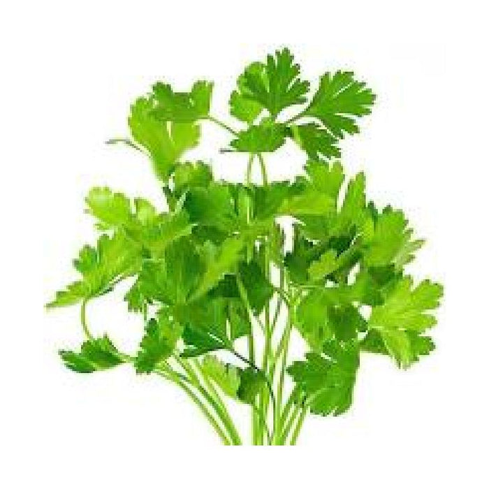 JP Fresh Parsley Flat Leaf  full bunch 100g