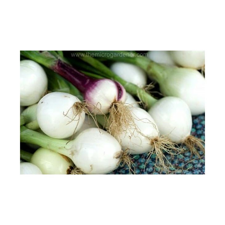 Heritage Spring Onions