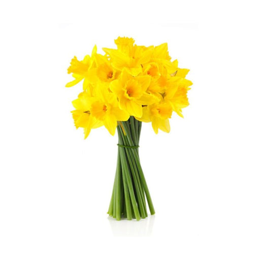 Fresh Flowers - Co Op Daffodils
