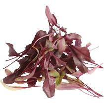 JP Fresh Micro Herbs Amaranth Red 25g