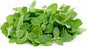 JP Fresh Micro Herbs Mint 50g