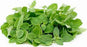 JP Fresh Micro Herbs Mint